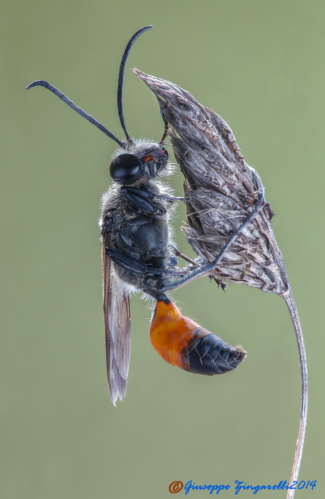 Sphex cfr. funerarius, Sphecidae